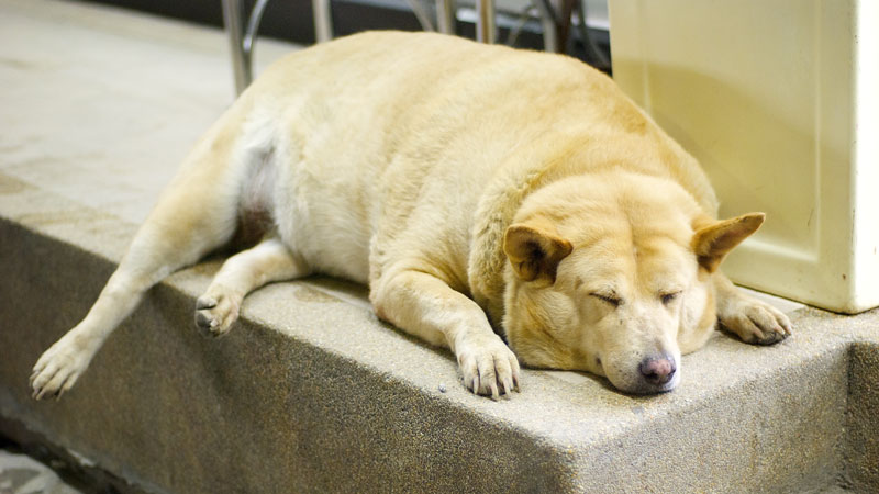 L'obésité chez un chien a des conséquences sur sa santé